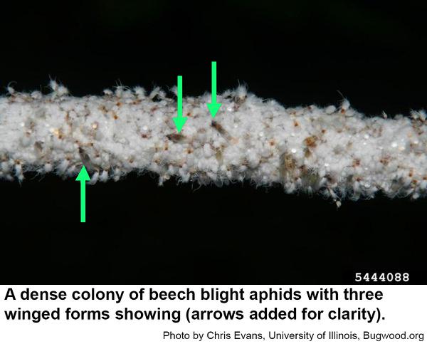 beech blight aphids fly 
